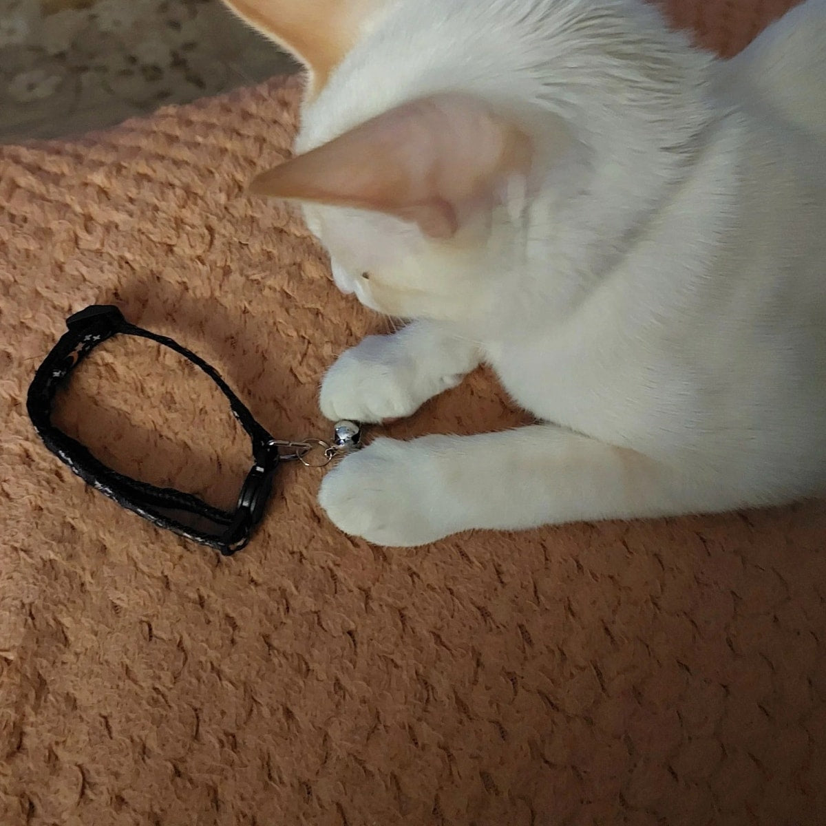 White kitten pawing at the bell of a breakaway cat collar lying on a blanket