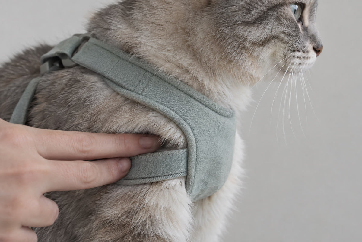 Two fingers slipped flat under the chest strap of a cat harness to check the two finger fit