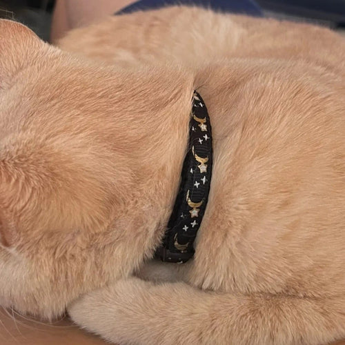 Ginger cat wearing the black breakaway cat collar with gold moons and stars