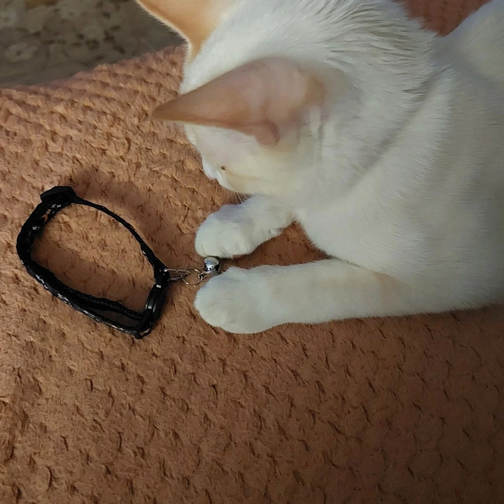 White kitten pawing at the bell of a black breakaway cat collar lying on a blanket