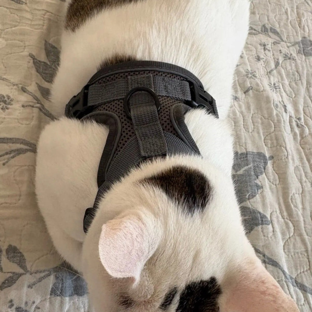 White cat seen from above wearing the gray Pawhold harness, back panel and ring visible