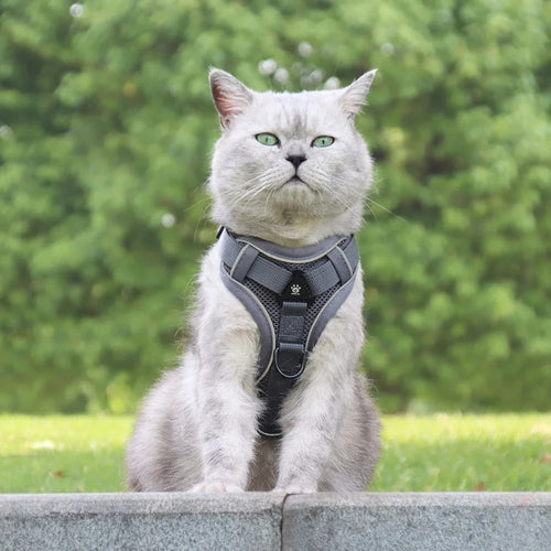 Gray cat sitting outdoors in the gray Pawhold cat harness, front view
