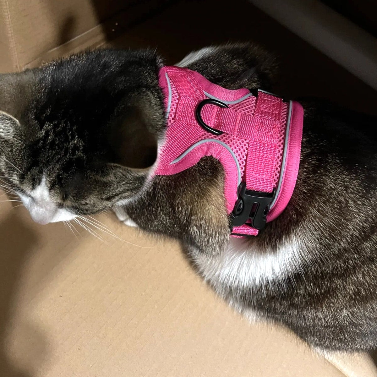 Tabby cat wearing the pink Pawhold cat harness, seen from above: back ring, side buckle and reflective piping