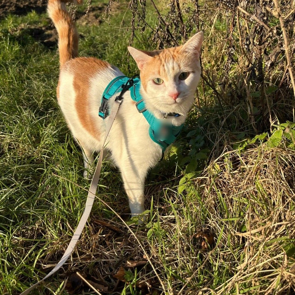 Ginger and white cat walking in a field in the teal Pawhold harness, lead clipped to the back ring