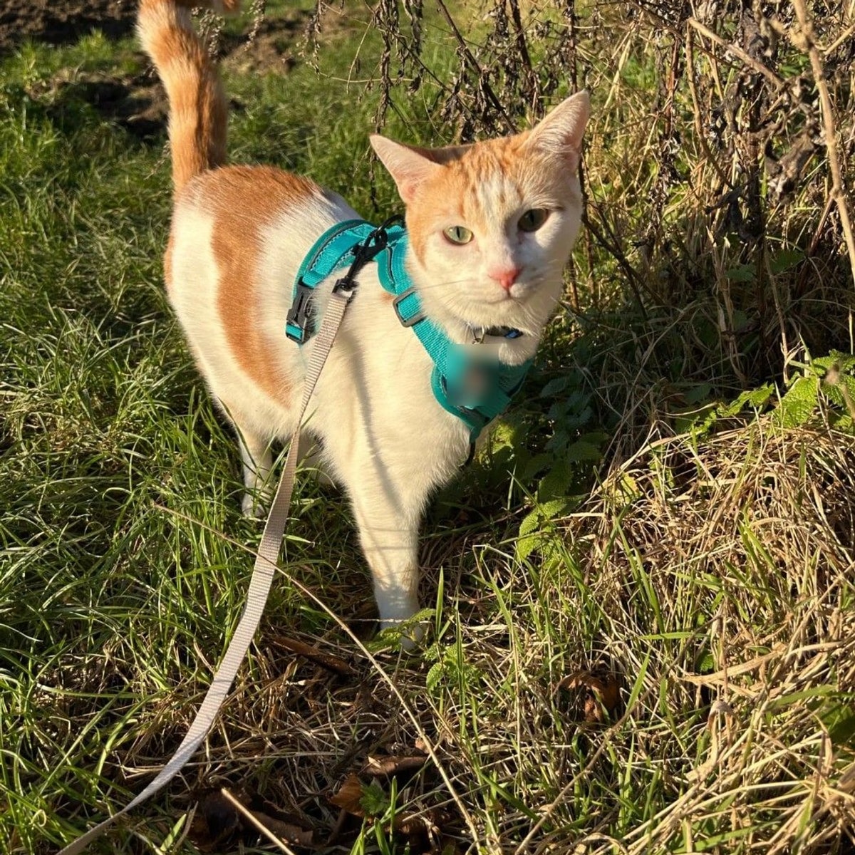 Ginger and white cat walking in a field in the teal Pawhold harness, lead clipped to the back ring